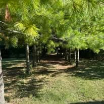 Pine grove walkway with tall pines and dappled sunlight at Dark Horse Healing Lodge